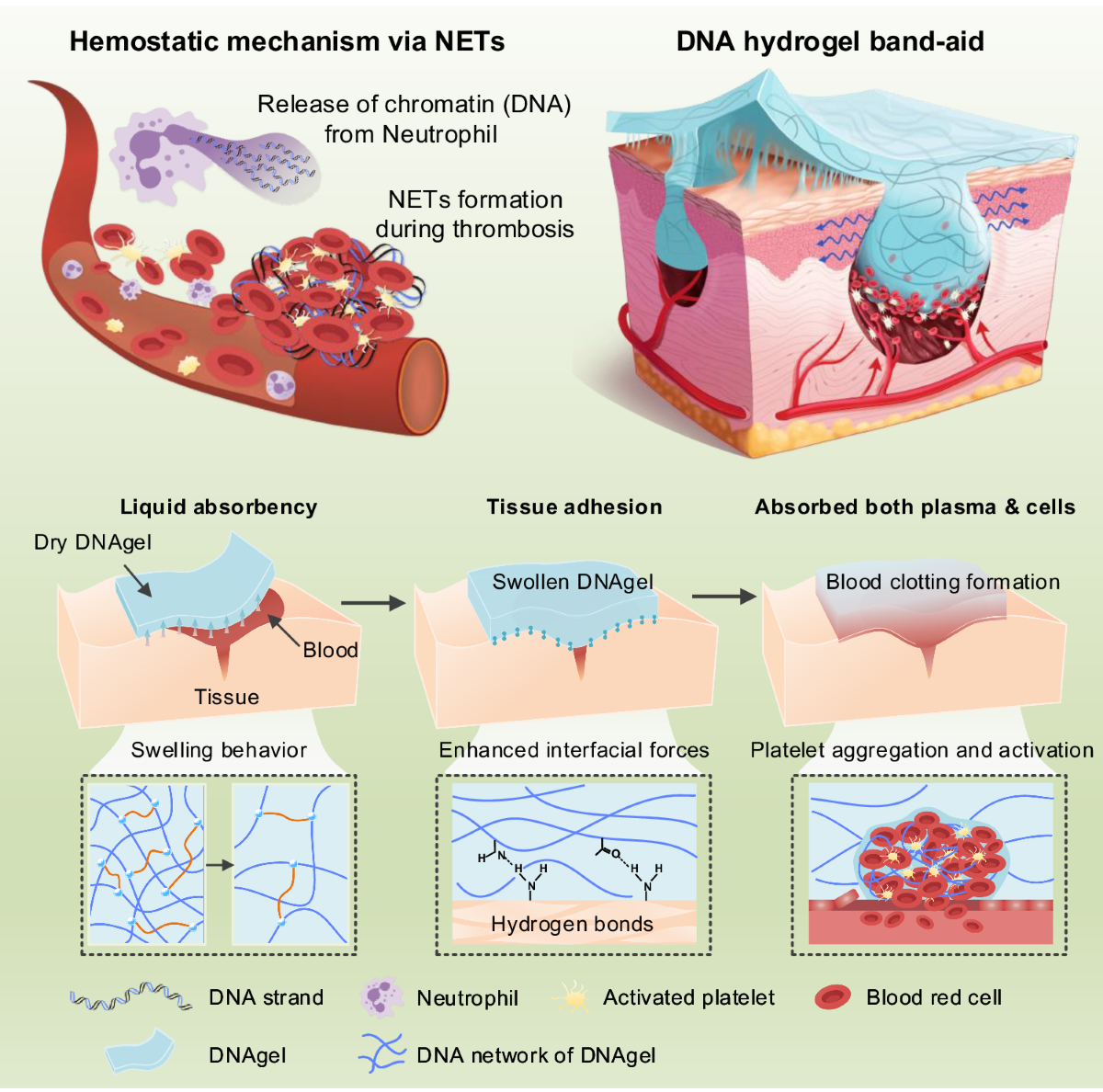 Neutrophil extracellular traps-inspired DNA hydrogel for wound hemostatic  adjuvant | Nature Communications