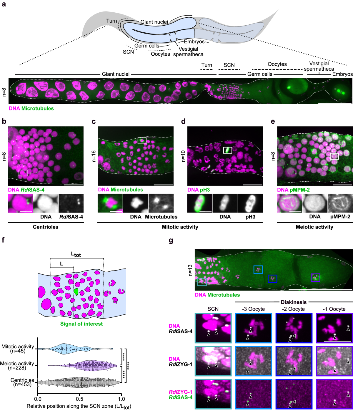 Maternal inheritance of functional centrioles in two parthenogenetic  nematodes | Nature Communications