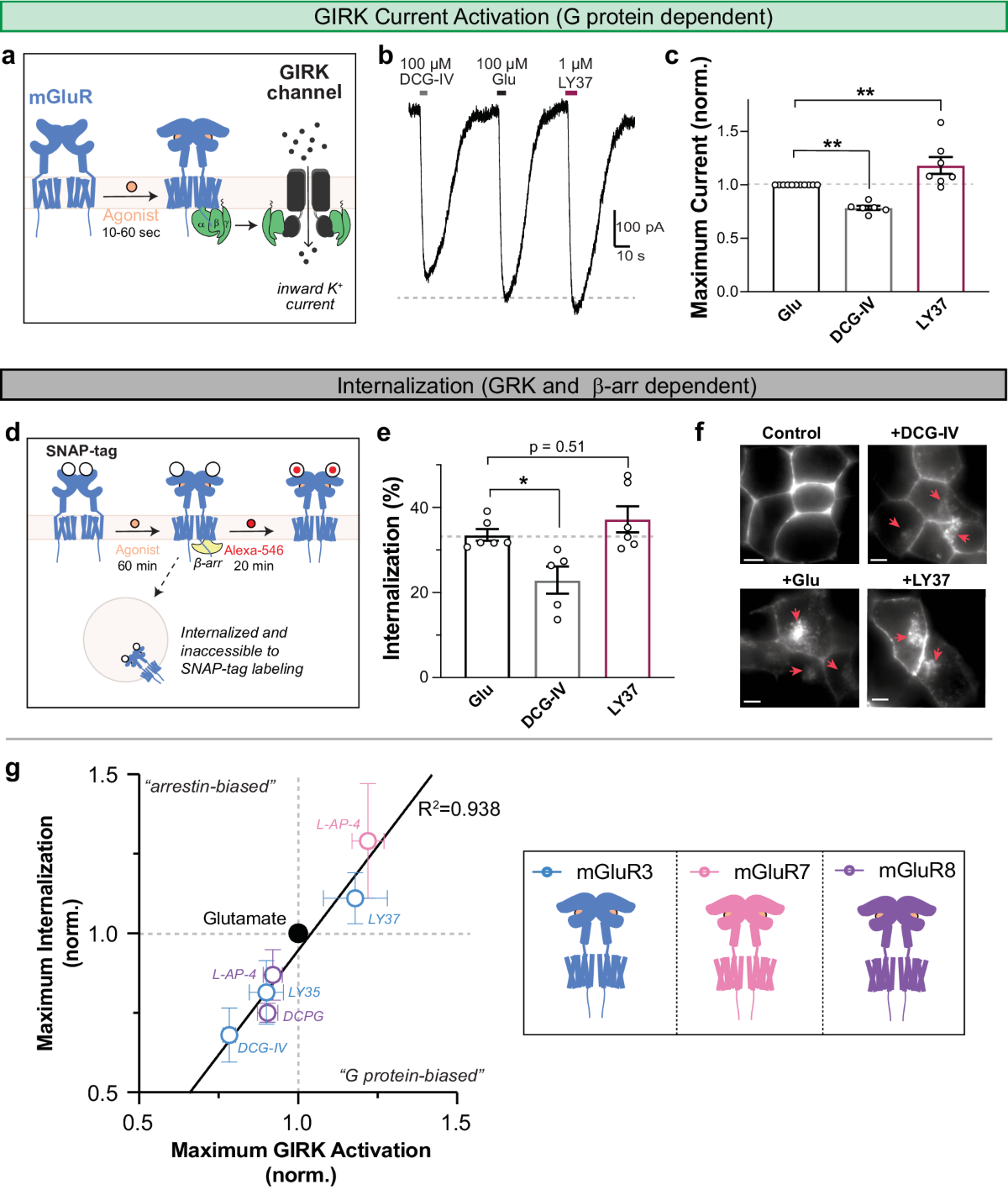 Structural basis of positive allosteric modulation of metabotropic  glutamate receptor activation and internalization | Nature Communications