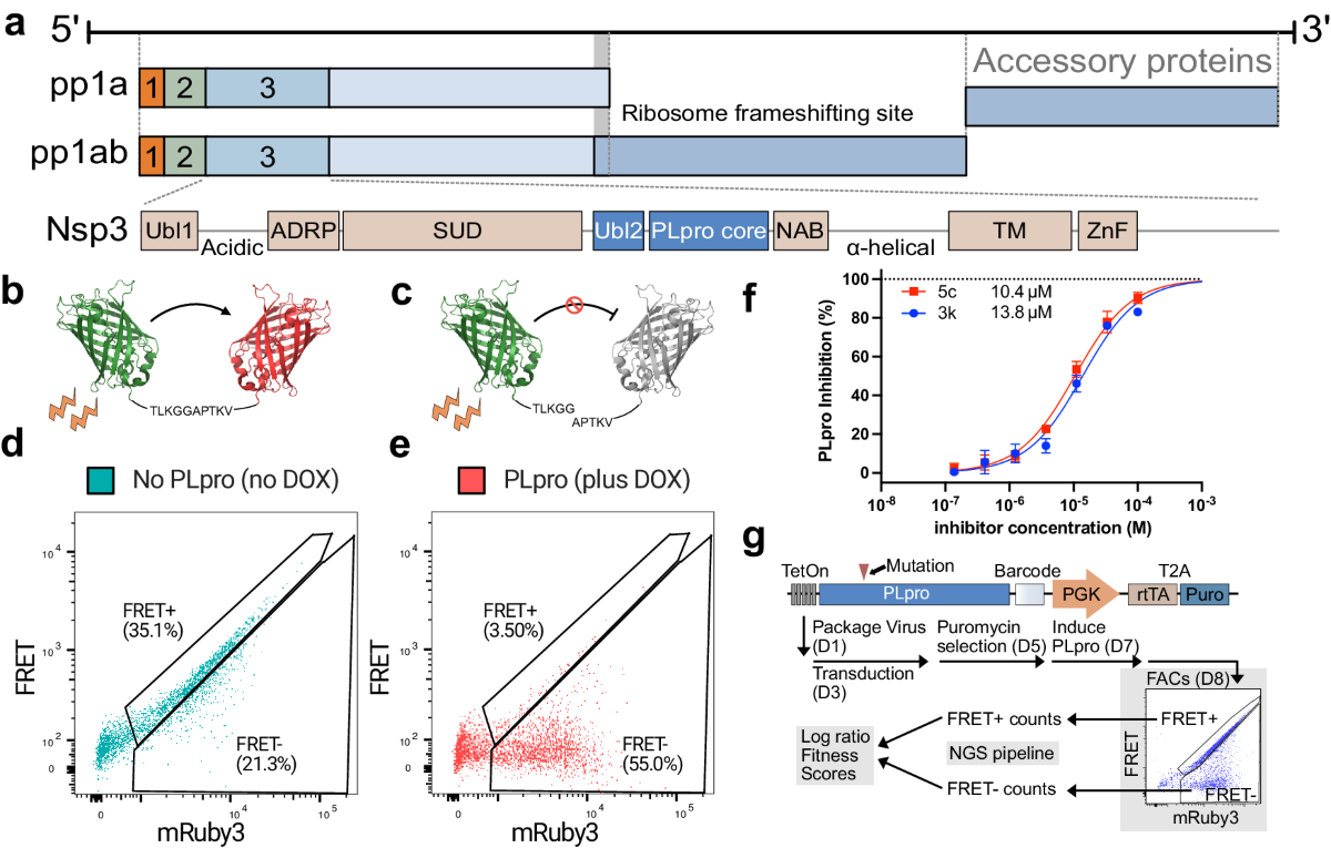 Mutational profiling of SARS-CoV-2 papain-like protease reveals  requirements for function, structure, and drug escape | Nature  Communications