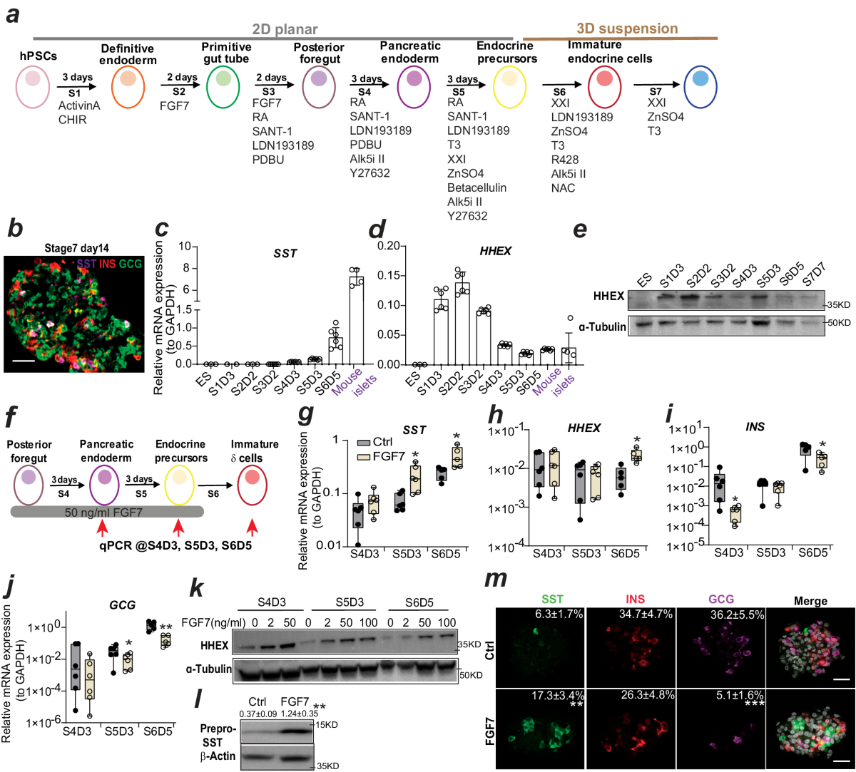 ls model nude junior Frontiers | Murine Models of Acute Leukemia: Important Tools in Current  Pediatric Leukemia Research