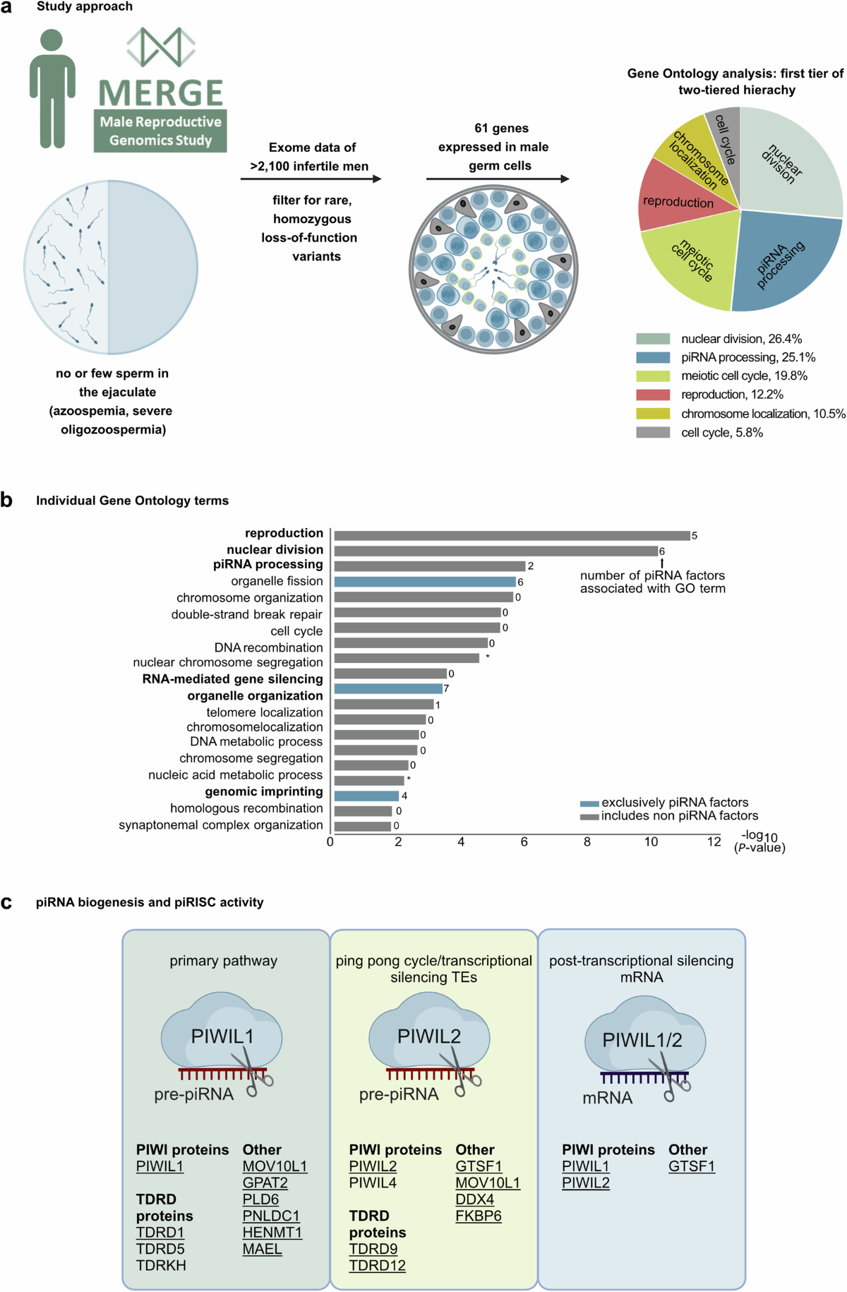 Inherited defects of piRNA biogenesis cause transposon de-repression,  impaired spermatogenesis, and human male infertility | Nature Communications