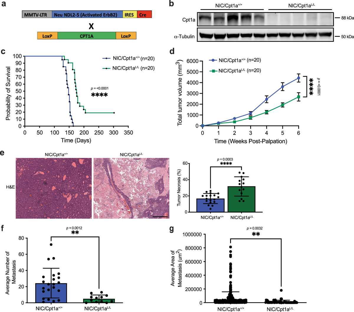 Targeting fatty acid oxidation enhances response to HER2-targeted therapy |  Nature Communications