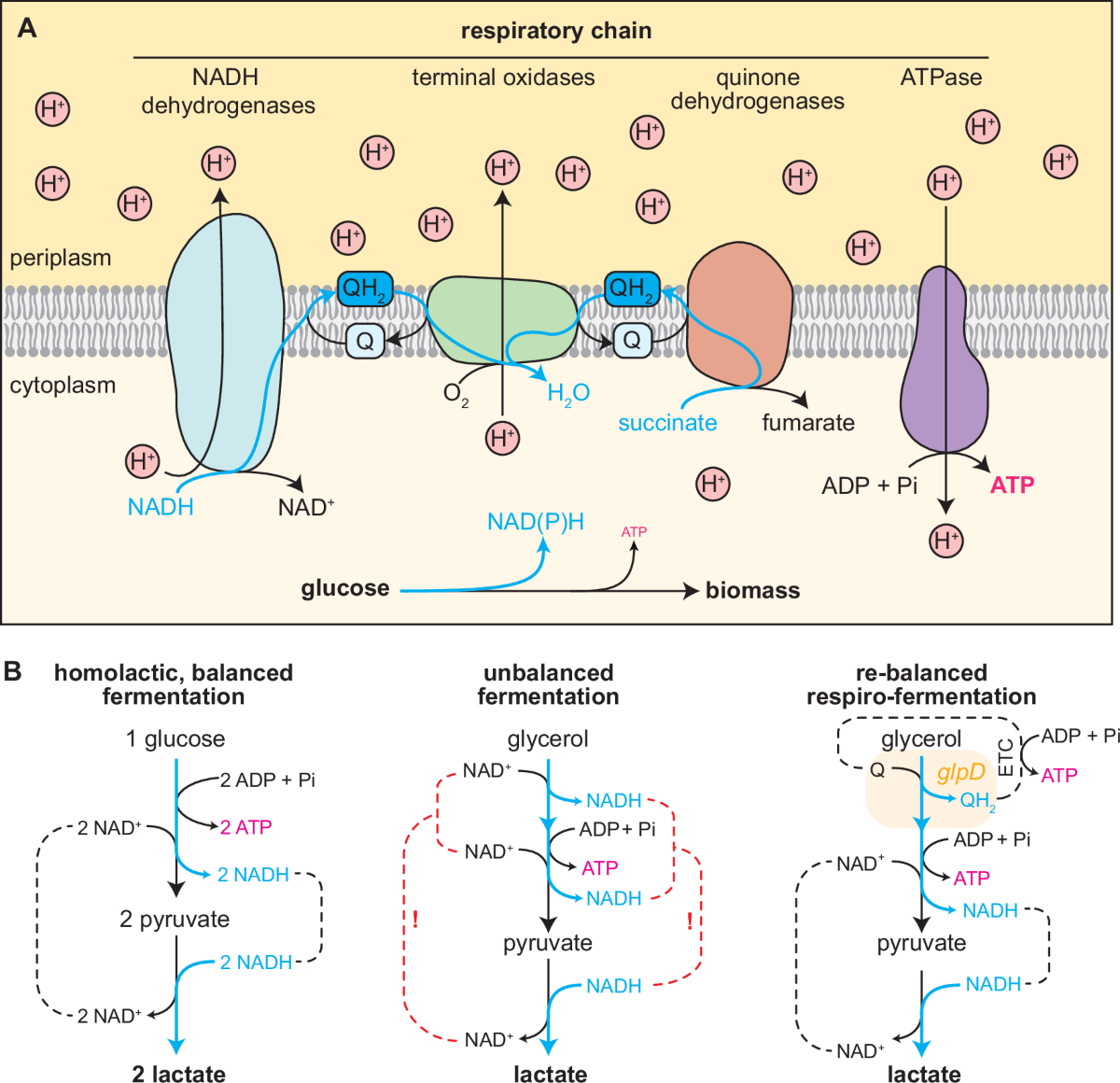 Engineering new-to-nature biochemical conversions by combining fermentative  metabolism with respiratory modules | Nature Communications, image size:1200x1160