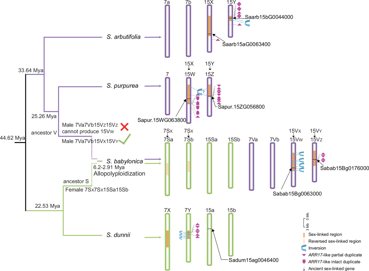 Allopolyploidization from two dioecious ancestors leads to  