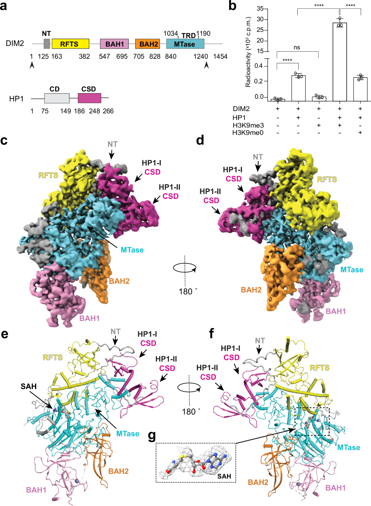 Multi-layered heterochromatin interaction as a switch for DIM2-mediated DNA  methylation | Nature Communications
