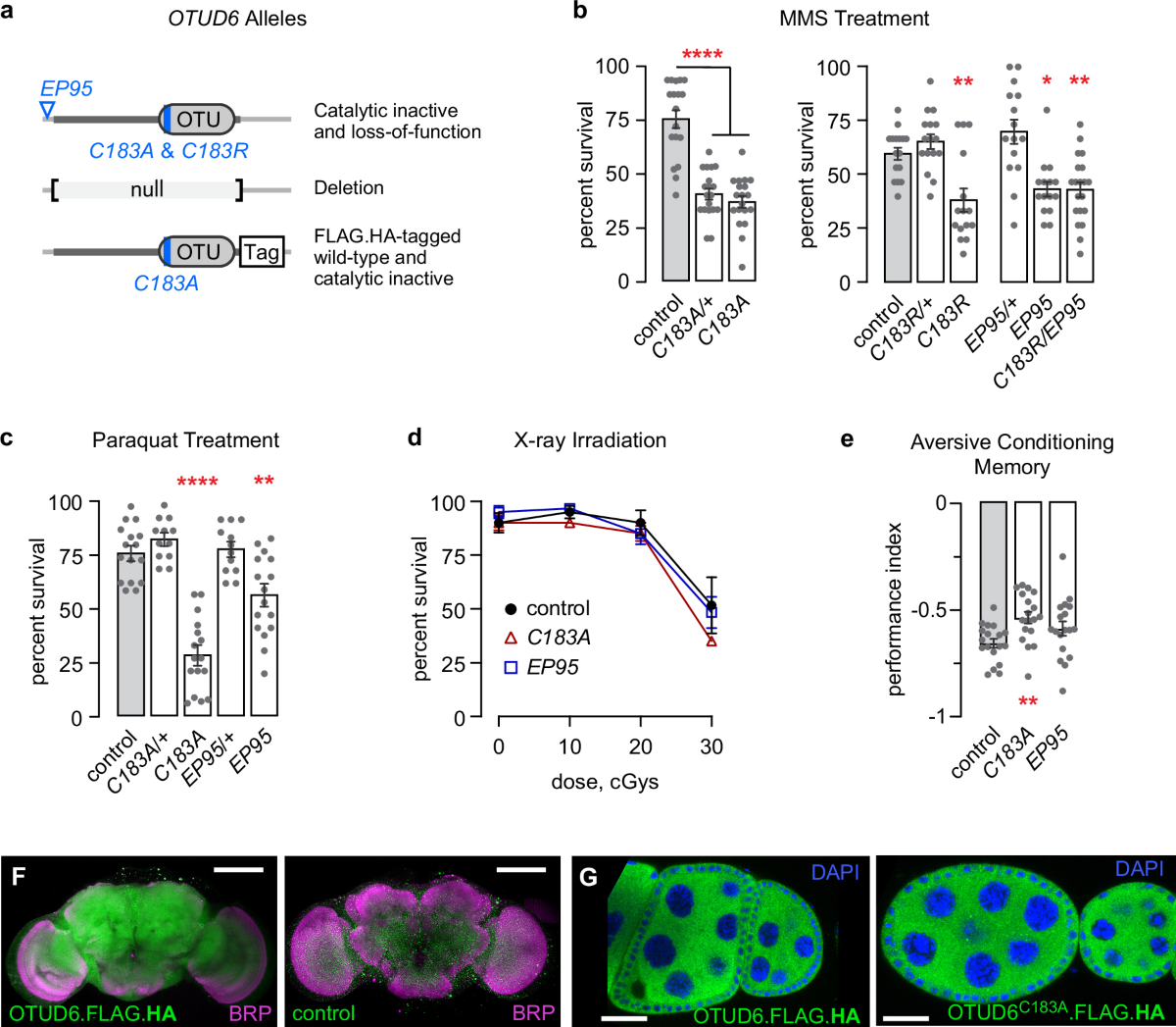 otud6-deubiquitination-of-rps7-es7-on-the-free-40-s-ribosome-regulates-global-protein-translation-and-stress-nature-communications