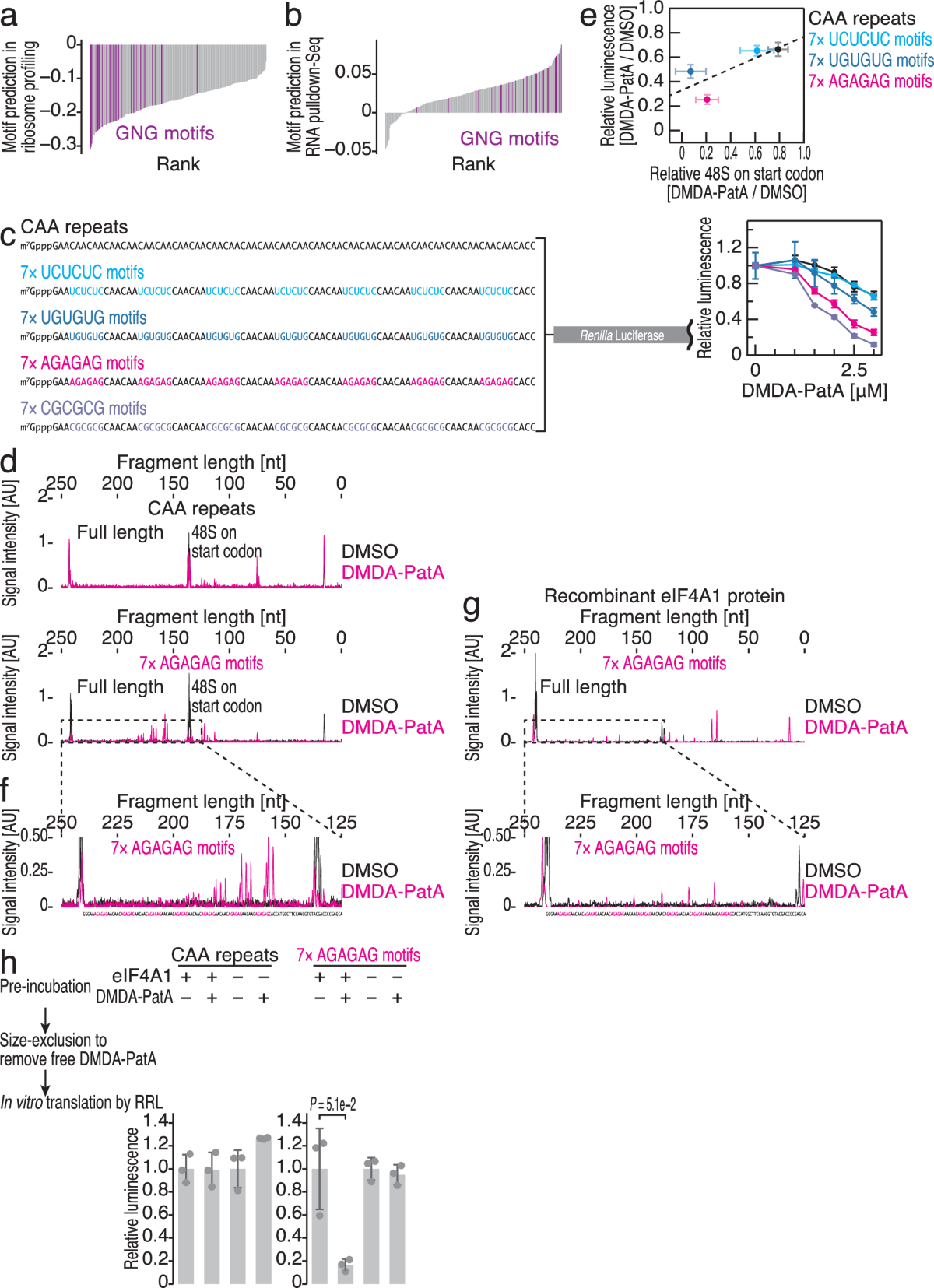 DMDA-PatA mediates RNA sequence-selective translation repression by  anchoring eIF4A and DDX3 to GNG motifs | Nature Communications