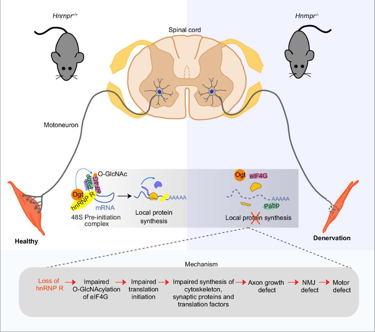 hnRNP R promotes O-GlcNAcylation of eIF4G and facilitates axonal protein  synthesis | Nature Communications
