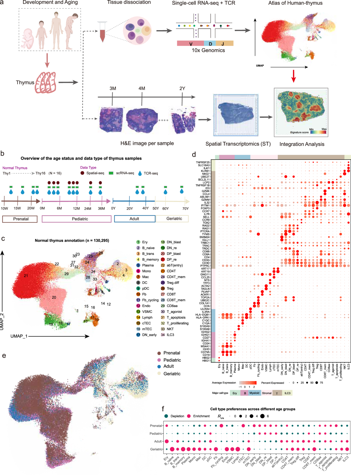 Unraveling the spatial organization and development of human  