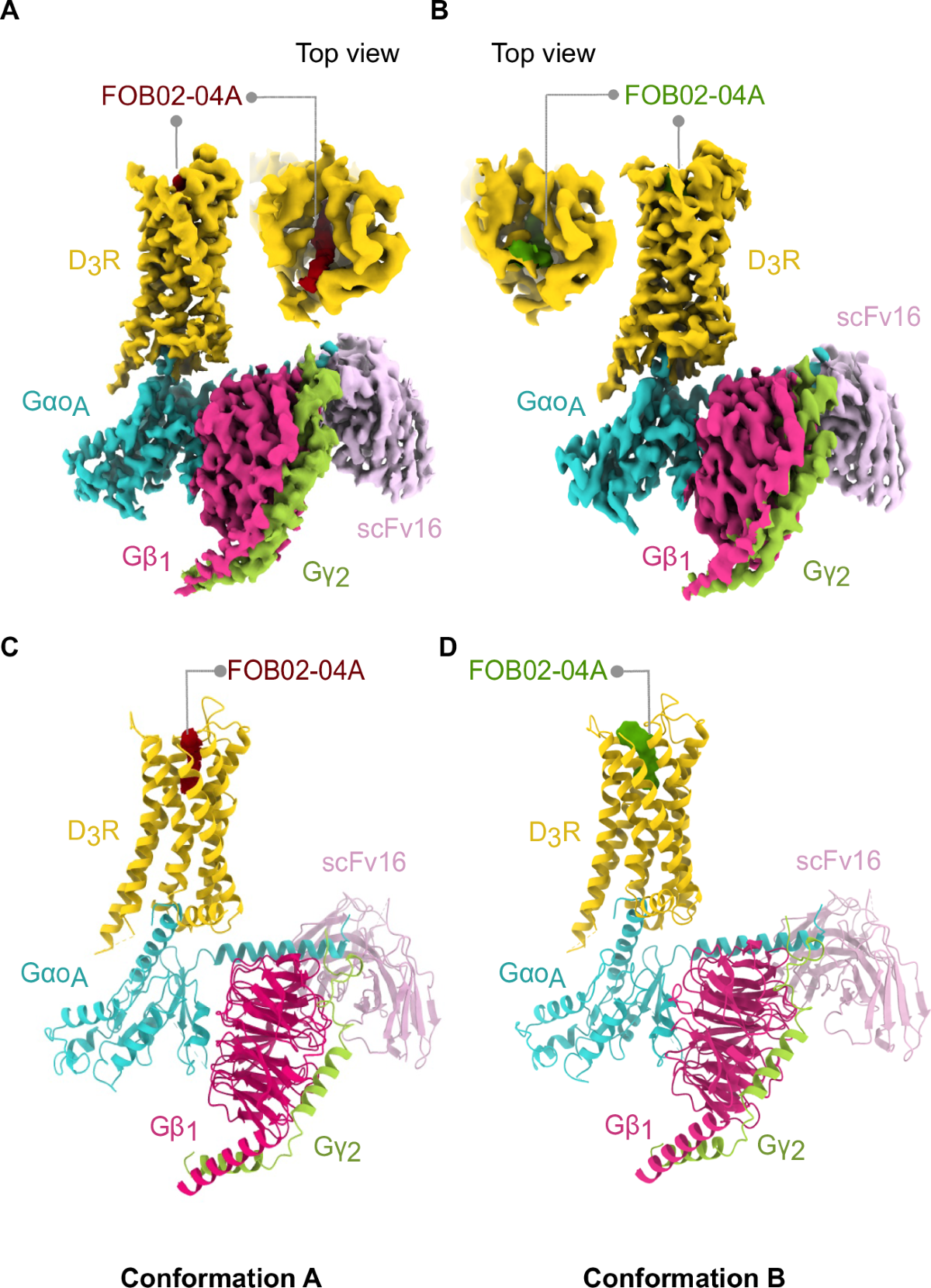 A bitopic agonist bound to the dopamine 3 receptor reveals a selectivity  site | Nature Communications