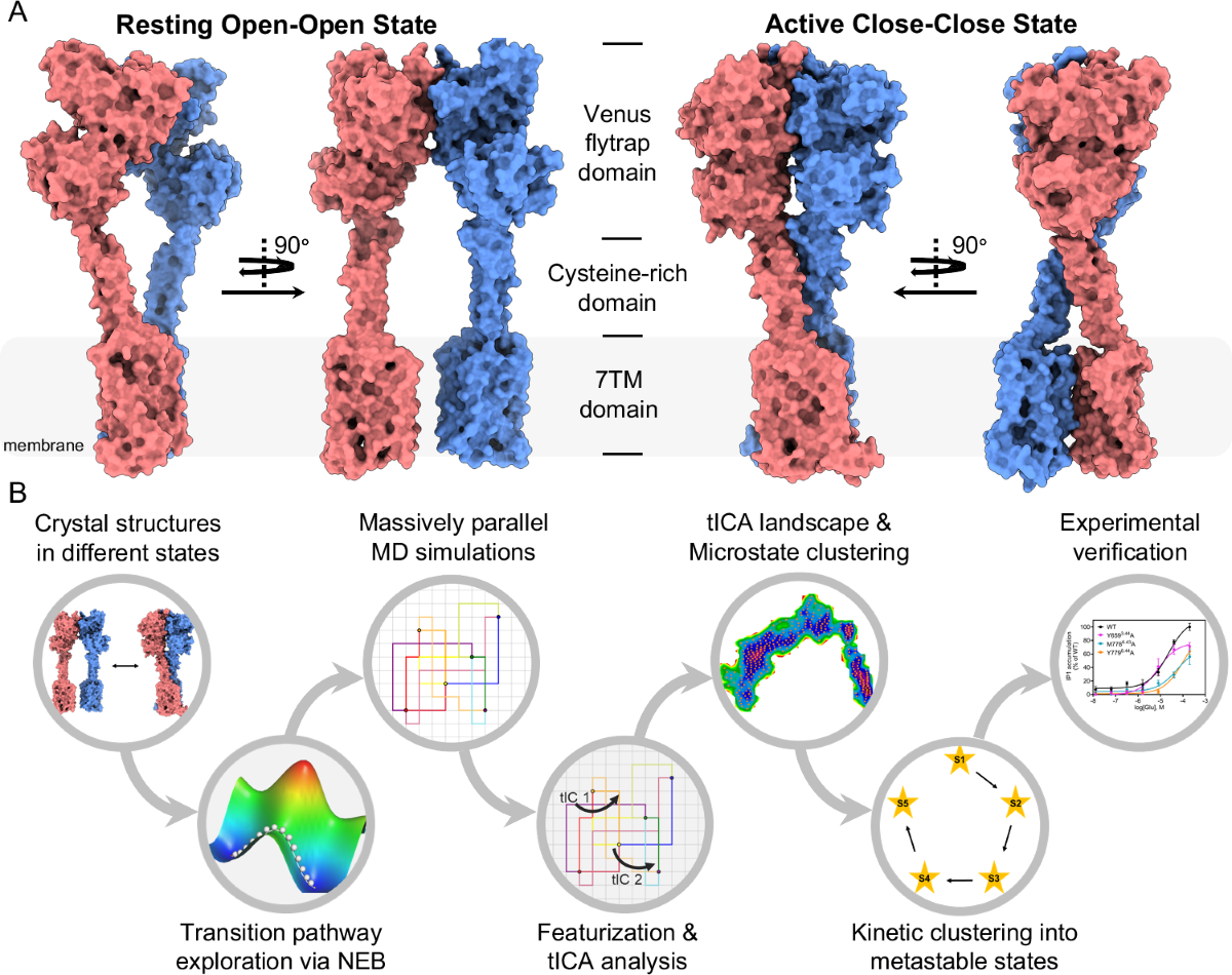 Delineating the stepwise millisecond allosteric activation mechanism of the  class C GPCR dimer mGlu5 | Nature Communications