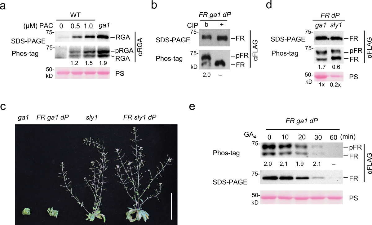 Phosphorylation activates master growth regulator DELLA by promoting histone H2A binding at chromatin in Arabidopsis | Nature Communications phosphorylation-activates-master-growth-regulator-della-by-promoting-histone-h2a-binding-at-chromatin-in-arabidopsis-nature-communications