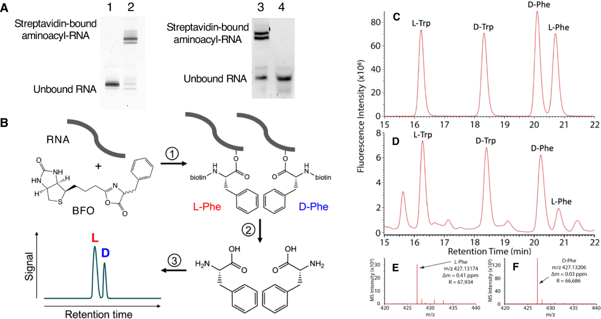 prebiotic-chiral-transfer-from-self-aminoacylating-ribozymes-may-favor-either-handedness-nature-communications