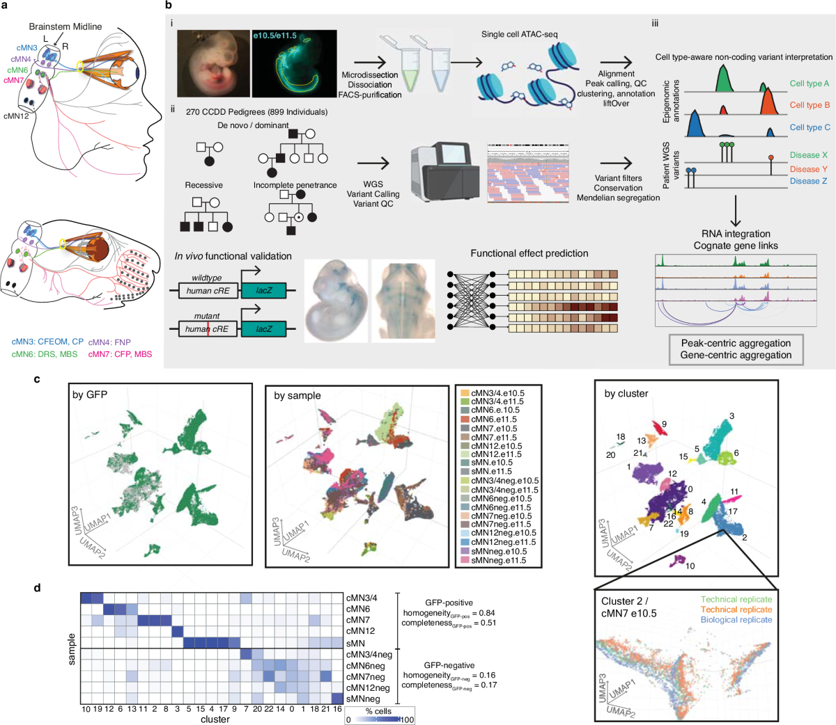 A cell type-aware framework for nominating non-coding variants in Mendelian  regulatory disorders | Nature Communications