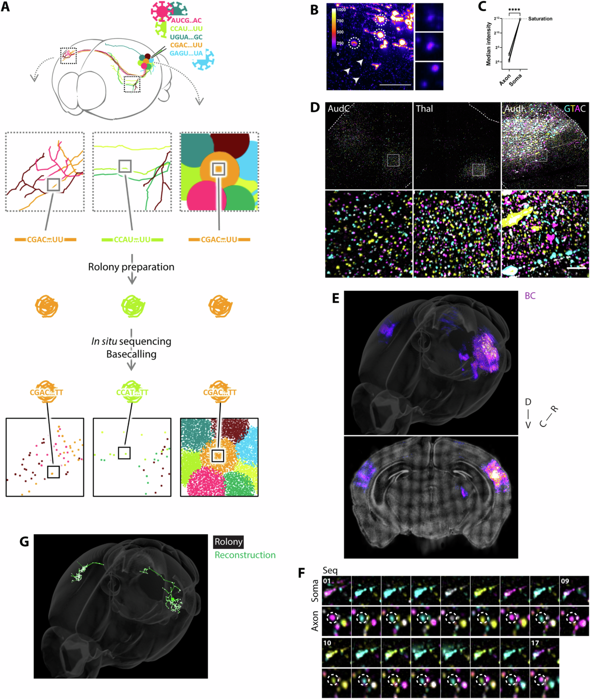 Massive multiplexing of spatially resolved single neuron projections with  axonal BARseq | Nature Communications