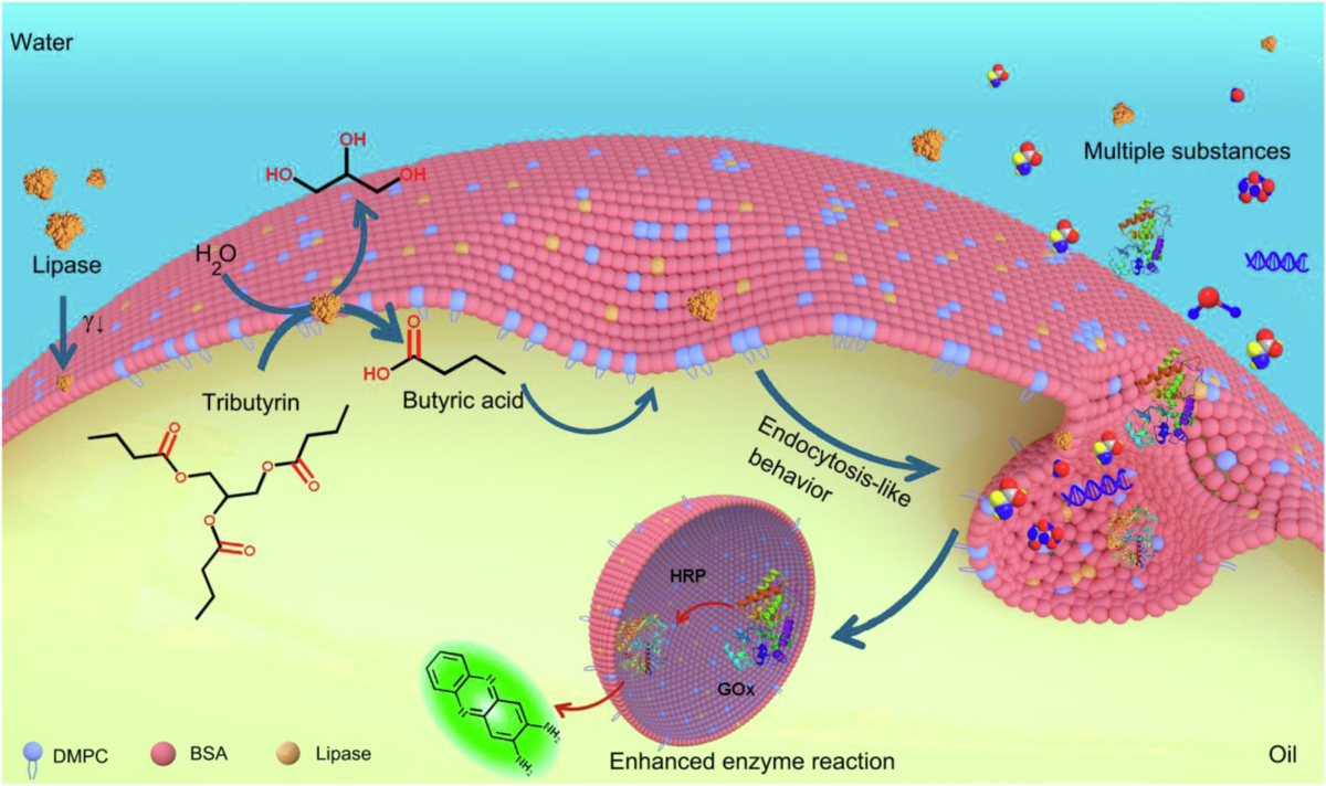 lipase 119u c Lipase activated endocytosis-like behavior of oil-in-water emulsion