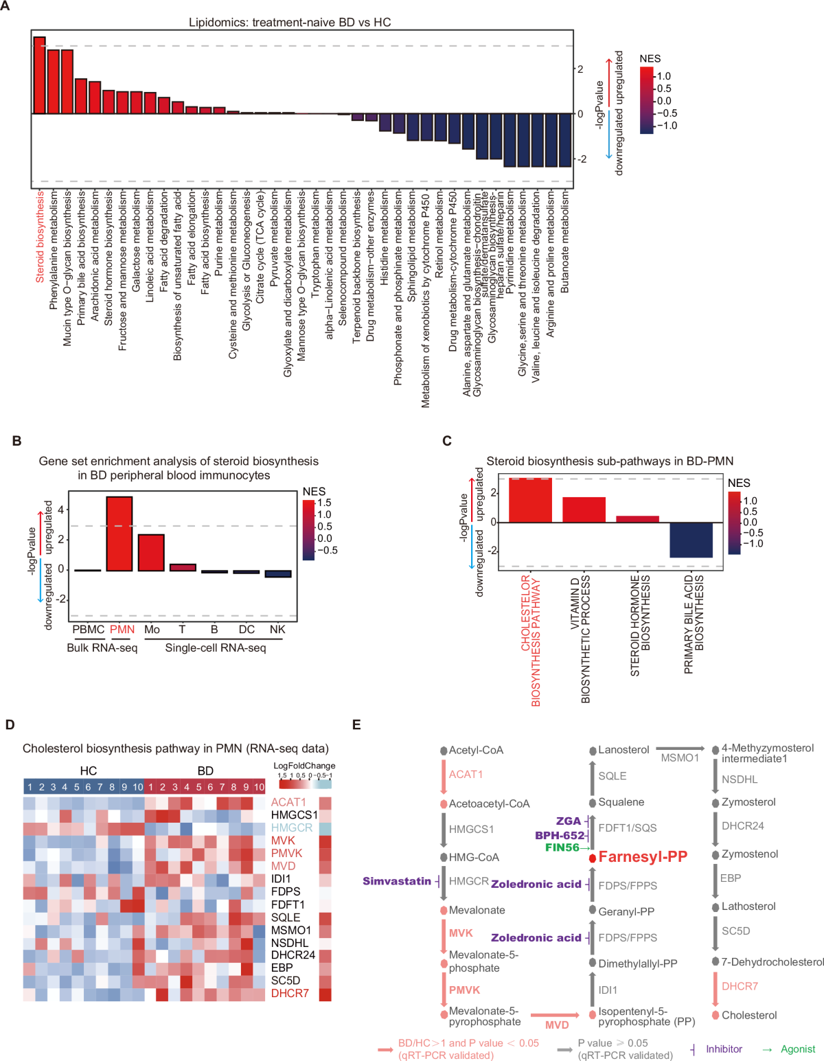 TNF inhibitors target a mevalonate metabolite/TRPM2/calcium signaling axis in neutrophils to dampen vasculitis in Behçet's disease | Nature Communications tnf-inhibitors-target-a-mevalonate-metabolite-trpm2-calcium-signaling-axis-in-neutrophils-to-dampen-vasculitis-in-beh-et-s-disease-nature-communications