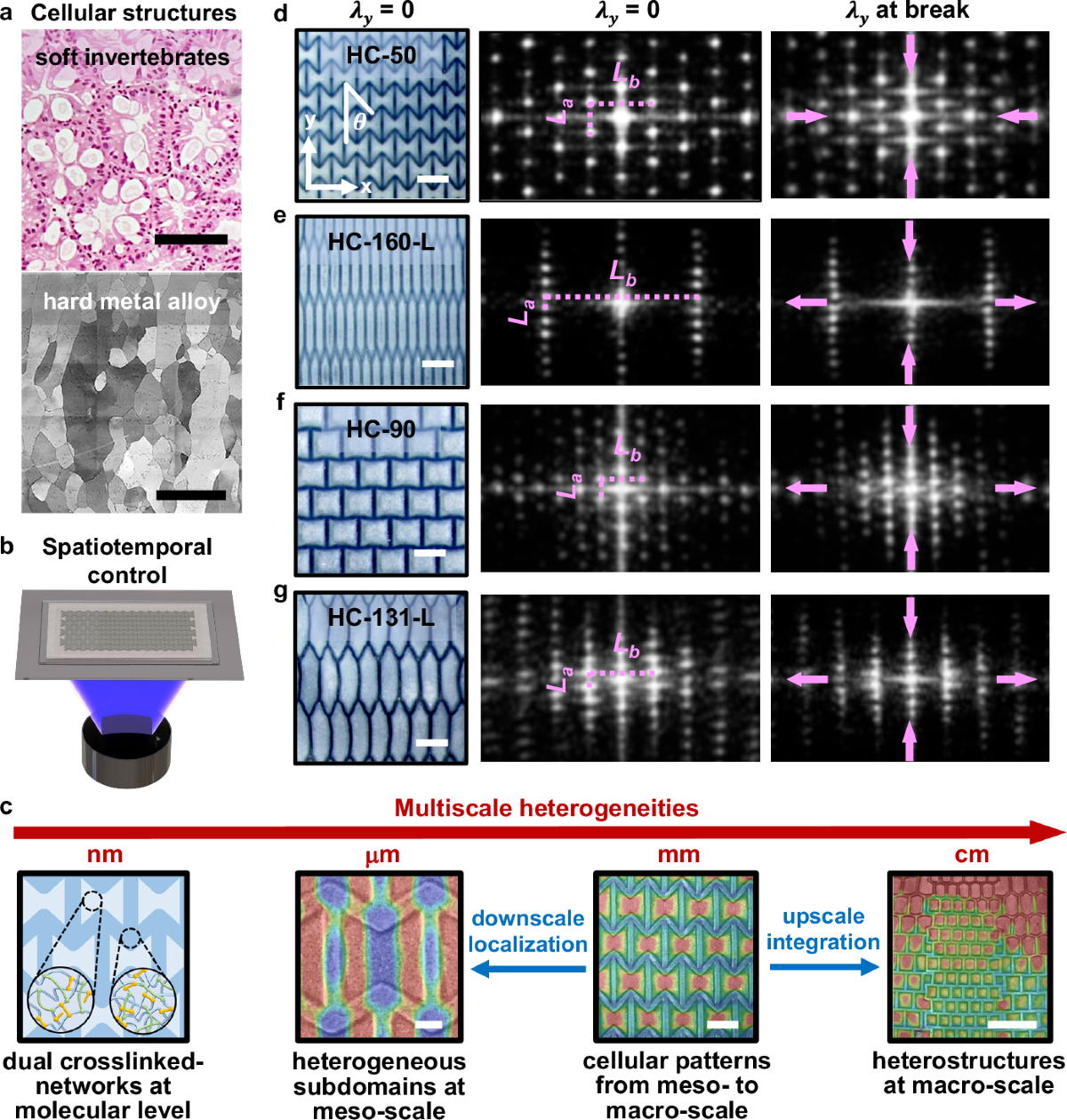 Tailoring smart hydrogels through manipulation of heterogeneous subdomains  | Nature Communications