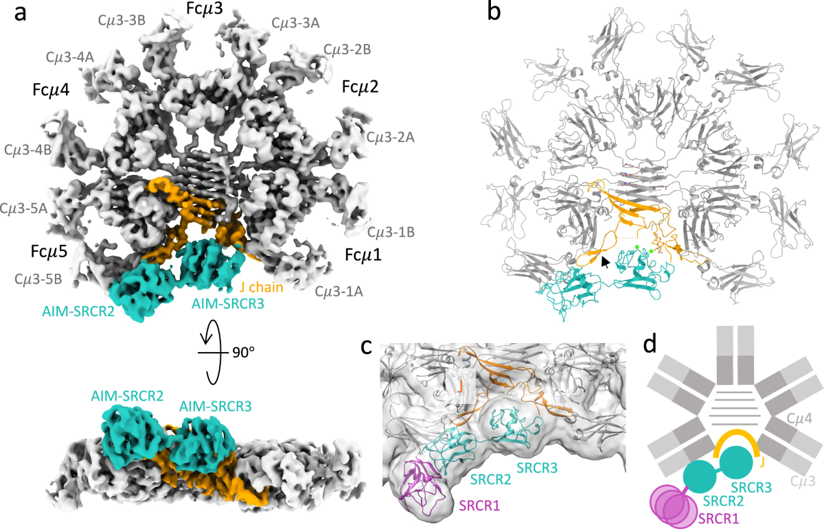 what trace element is part of the enzyme glutathione peroxidase Frontiers