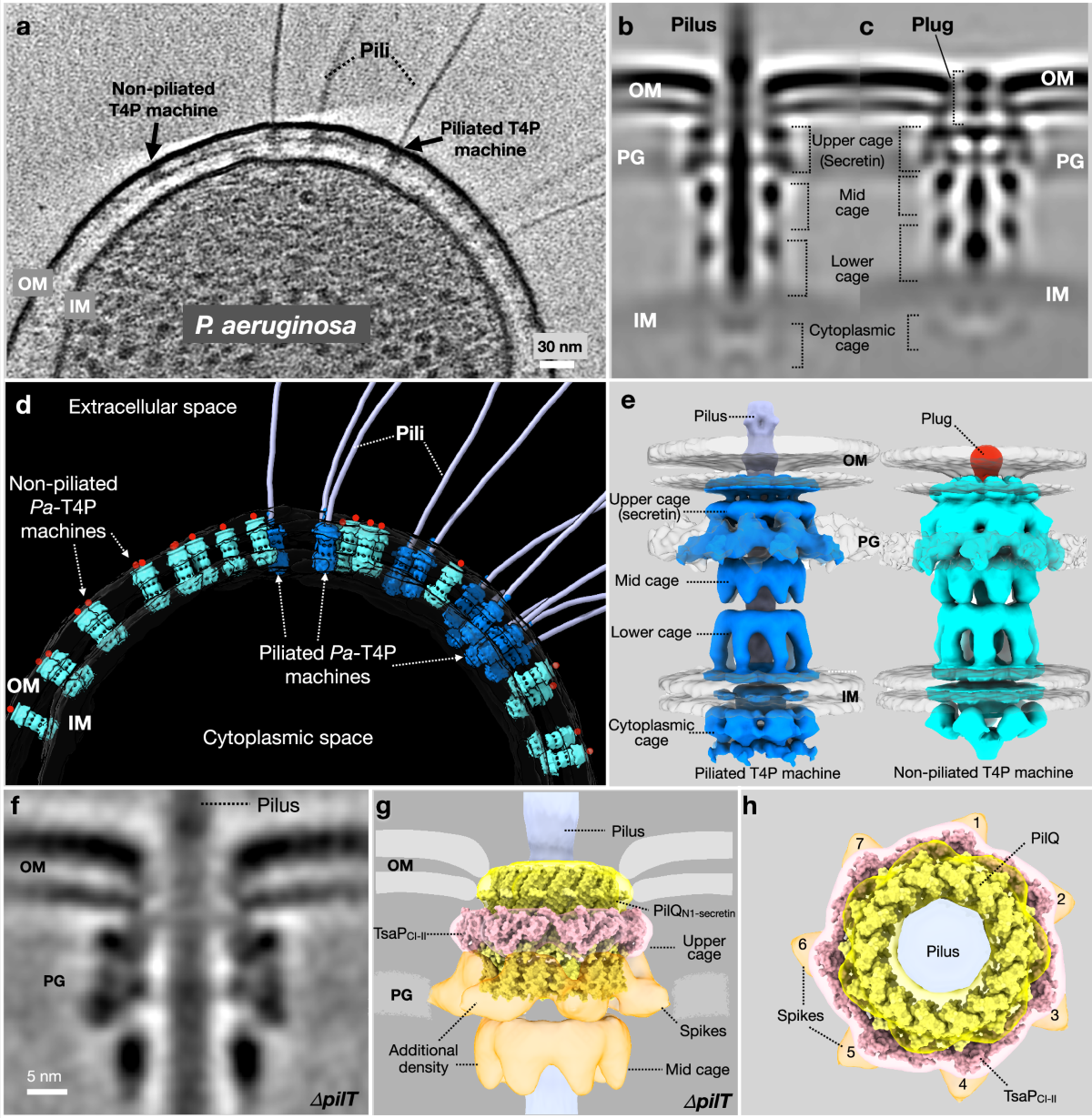 PilY1 regulates the dynamic architecture of the type IV pilus machine in  Pseudomonas aeruginosa | Nature Communications