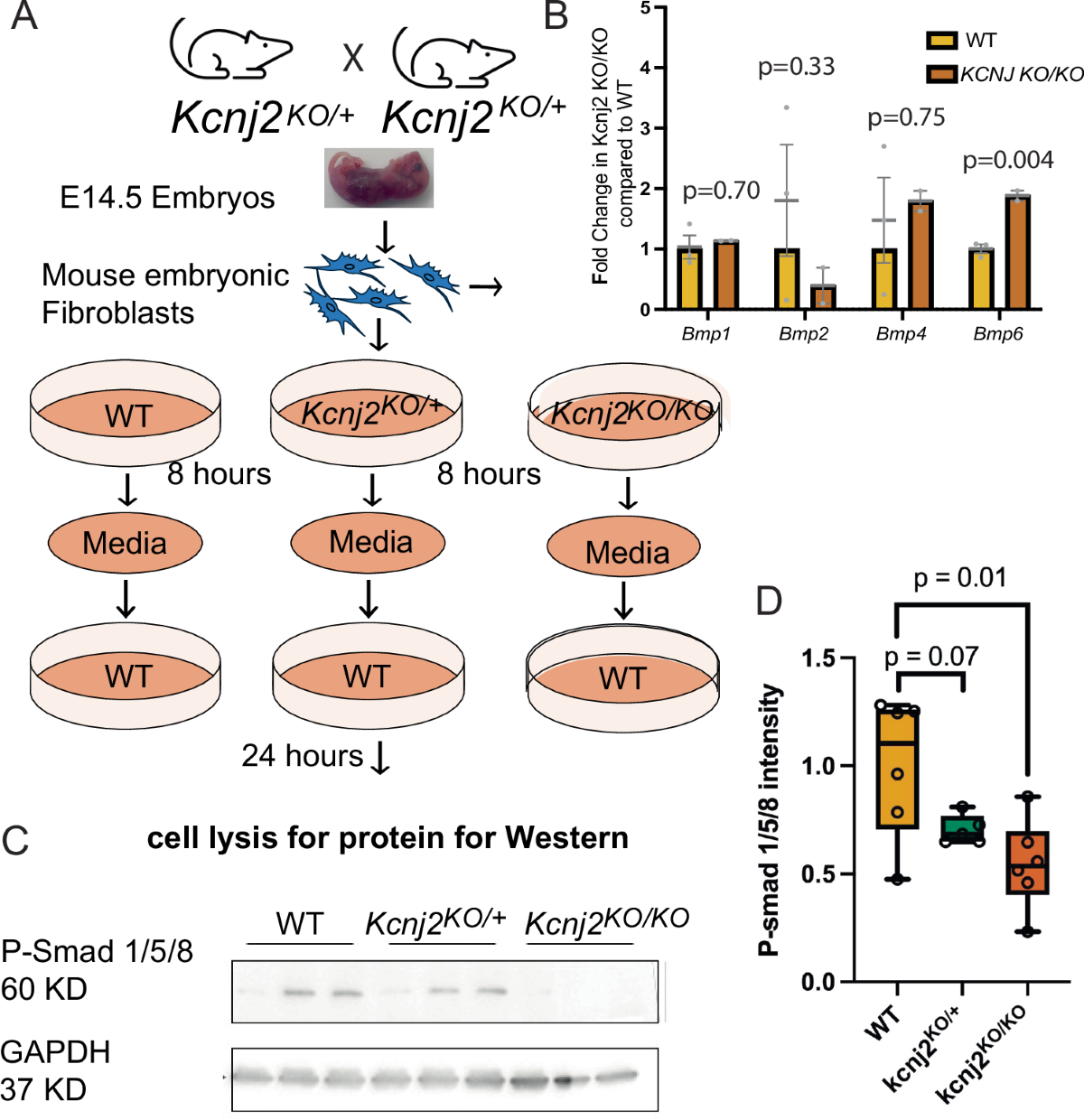 Depolarization induces calcium-dependent BMP4 release from mouse embryonic palate mesenchymal cells | Nature Communications depolarization-induces-calcium-dependent-bmp4-release-from-mouse-embryonic-palate-mesenchymal-cells-nature-communications