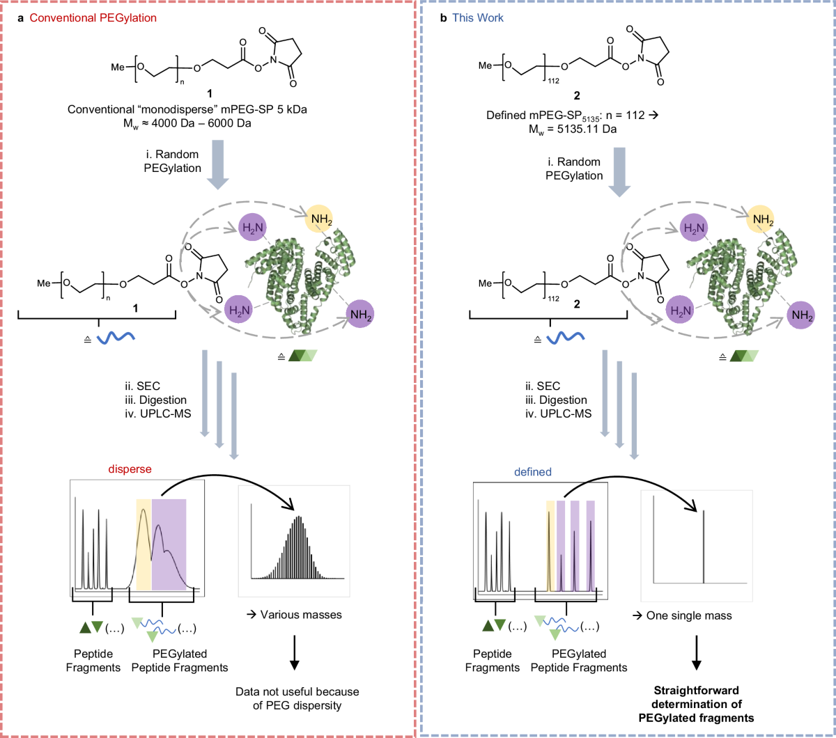 Exactly defined molecular weight poly(ethylene glycol) allows for facile identification of PEGylation sites on proteins | Nature Communications exactly-defined-molecular-weight-poly-ethylene-glycol-allows-for-facile-identification-of-pegylation-sites-on-proteins-nature-communications