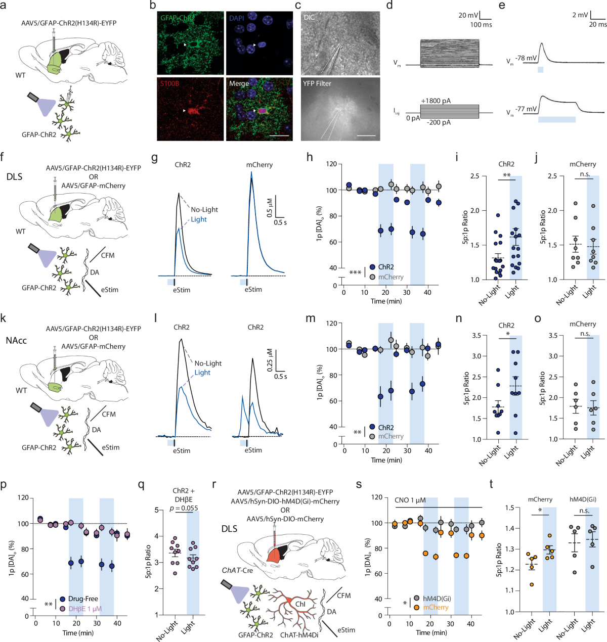 rapid-modulation-of-striatal-cholinergic-interneurons-and-dopamine-release-by-satellite-astrocytes-nature-communications