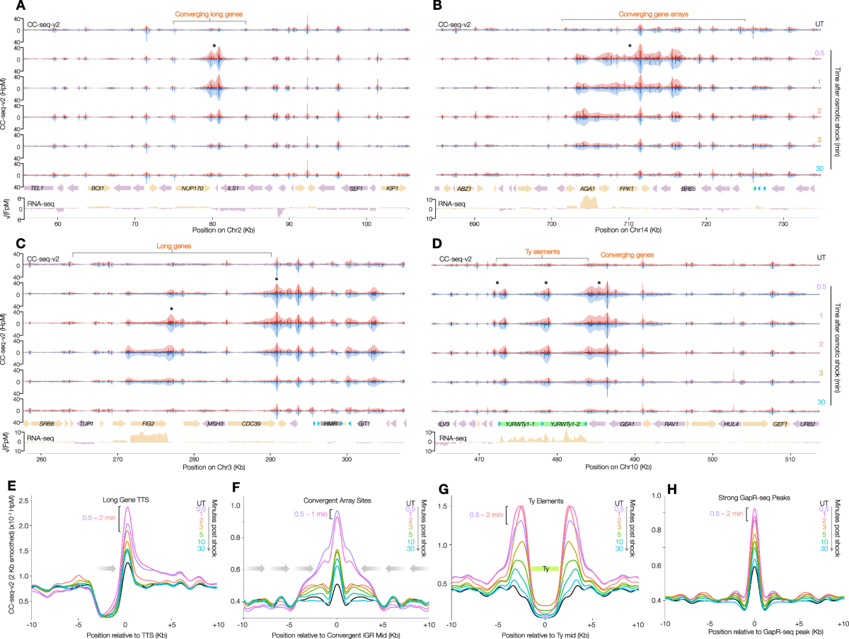 Osmotic disruption of chromatin induces Topoisomerase 2 activity 