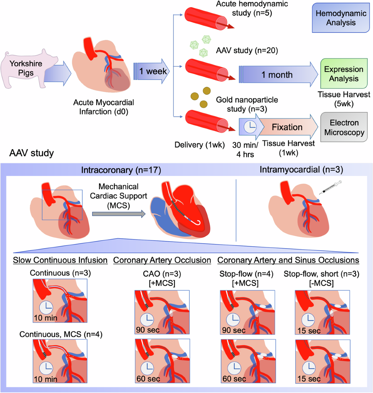 AAV delivery strategy with mechanical support for safe and efficacious  cardiac gene transfer in swine | Nature Communications