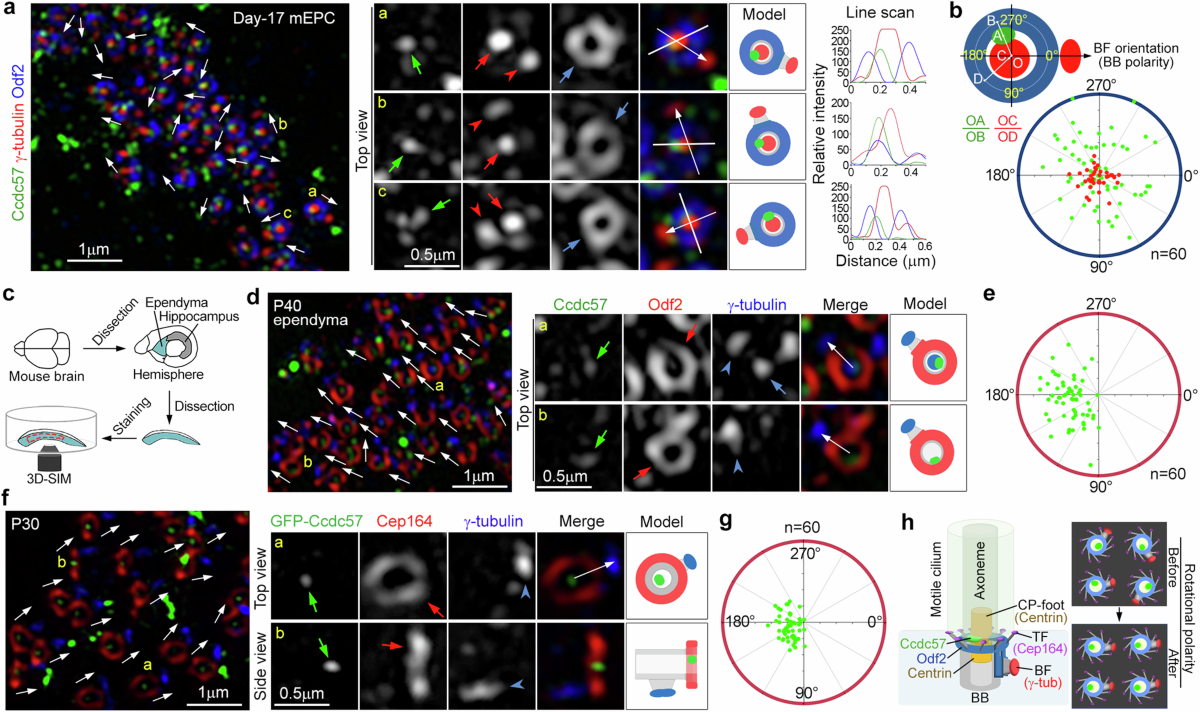 bbs15 sexinsex Directional ciliary beats across epithelia require Ccdc57-mediated coupling  between axonemal orientation and basal body polarity | Nature Communications