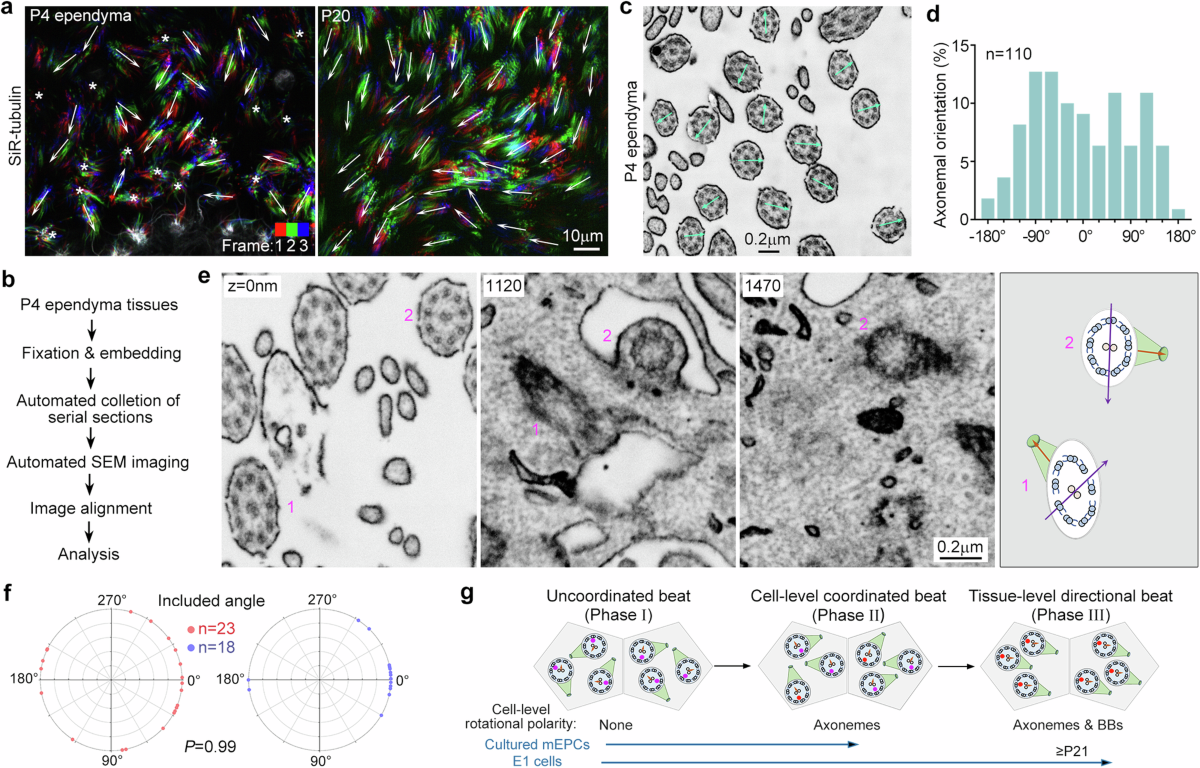 bbs15 sexinsex Directional ciliary beats across epithelia require Ccdc57-mediated coupling  between axonemal orientation and basal body polarity | Nature Communications