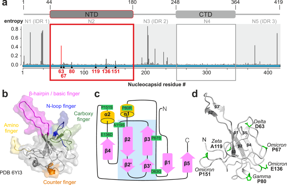 A core network in the SARS-CoV-2 nucleocapsid NTD mediates structural  integrity and selective RNA-binding | Nature Communications