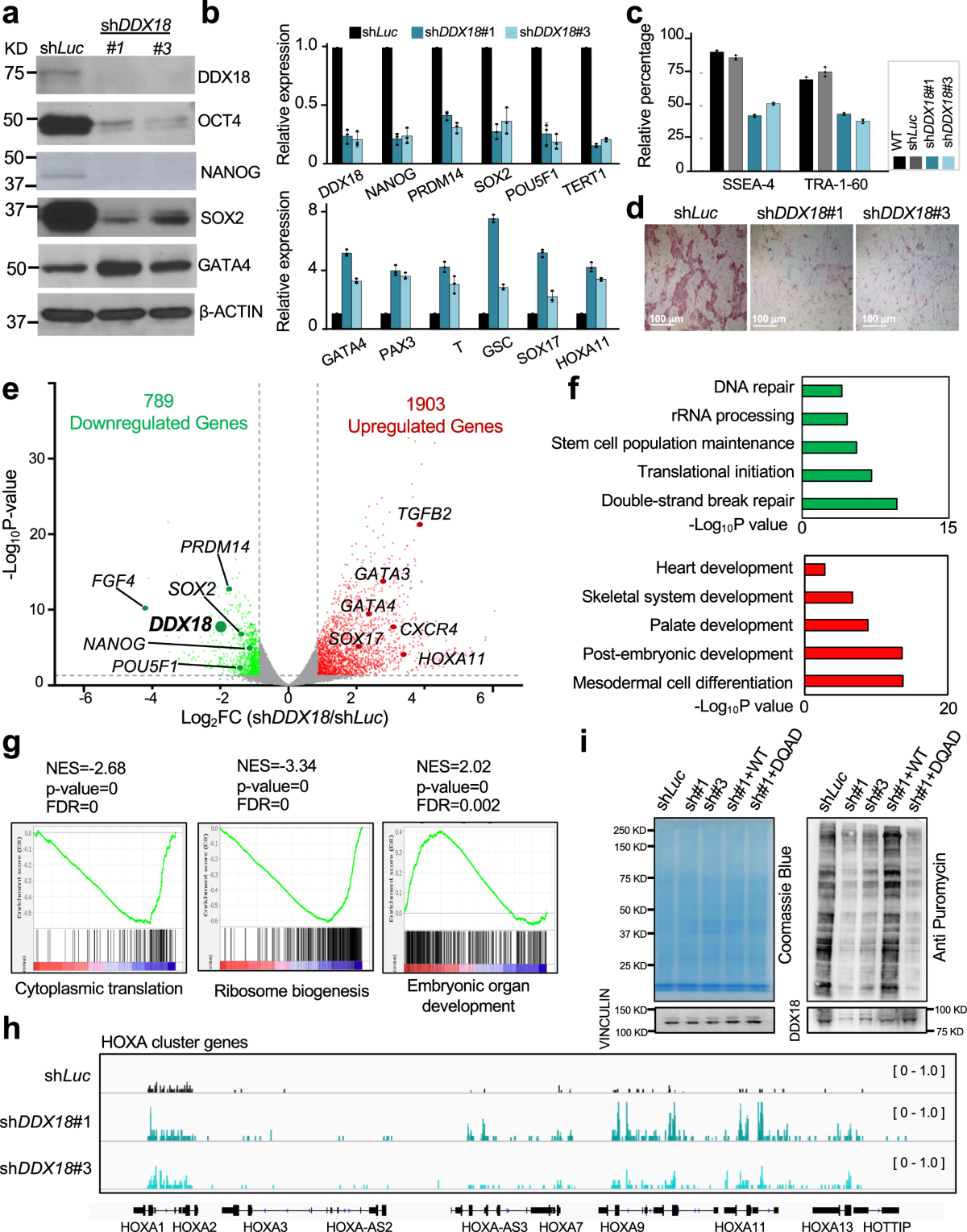 DDX18 coordinates nucleolus phase separation and nuclear organization to  control the pluripotency of human embryonic stem cells | Nature  Communications