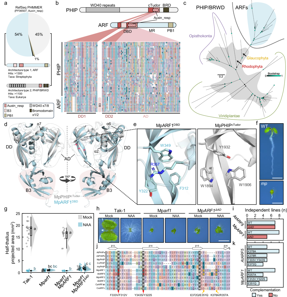 Evolutionary origins and functional diversification of Auxin Response  Factors | Nature Communications