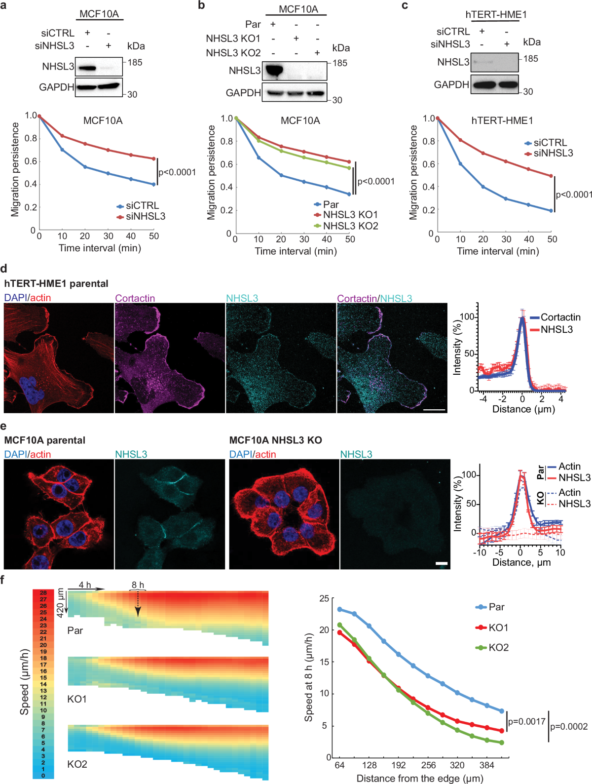 NHSL3 controls single and collective cell migration through two distinct  mechanisms | Nature Communications