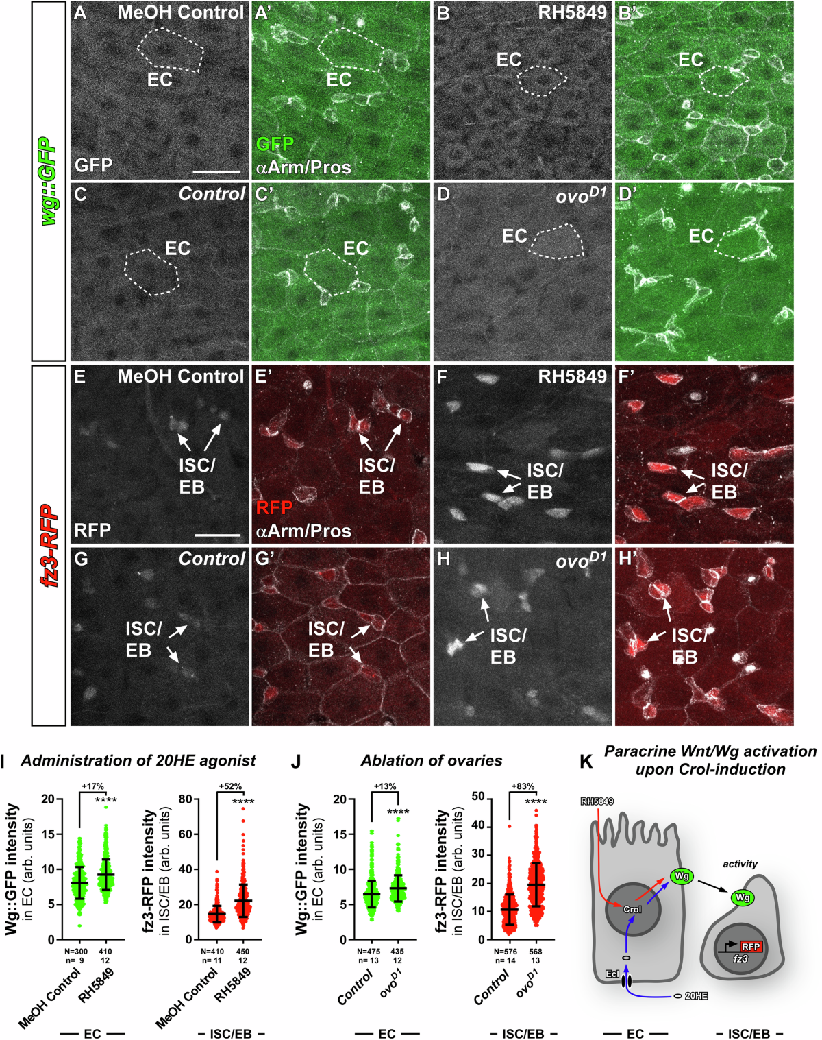 Dendrogenin A drives LXR to trigger lethal autophagy in cancers | Nature  Communications, image size:1200x1517