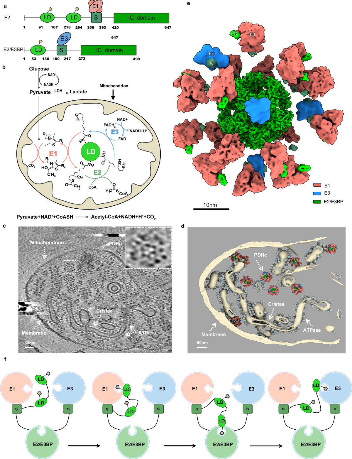 glutathione pyruvate Disrupting Mitochondrial Uptake Directs Glutamine into the TCA Cycle away from Synthesis and Impairs Hepatocellular Tumorigenesis Glucose metabolism and pyruvate carboxylase
