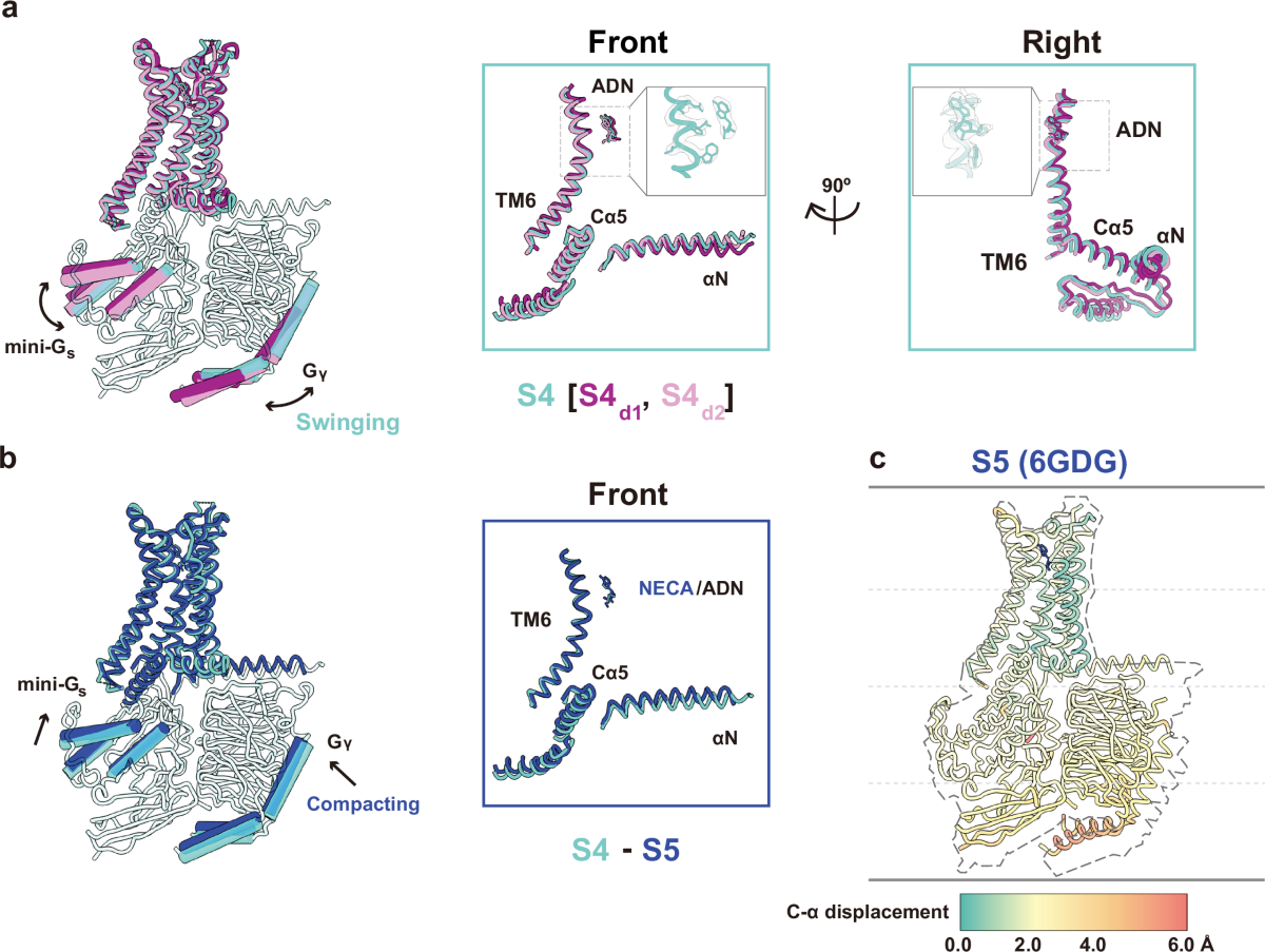 Structure and function of a near fully-activated intermediate GPCR-Gαβγ  complex | Nature Communications