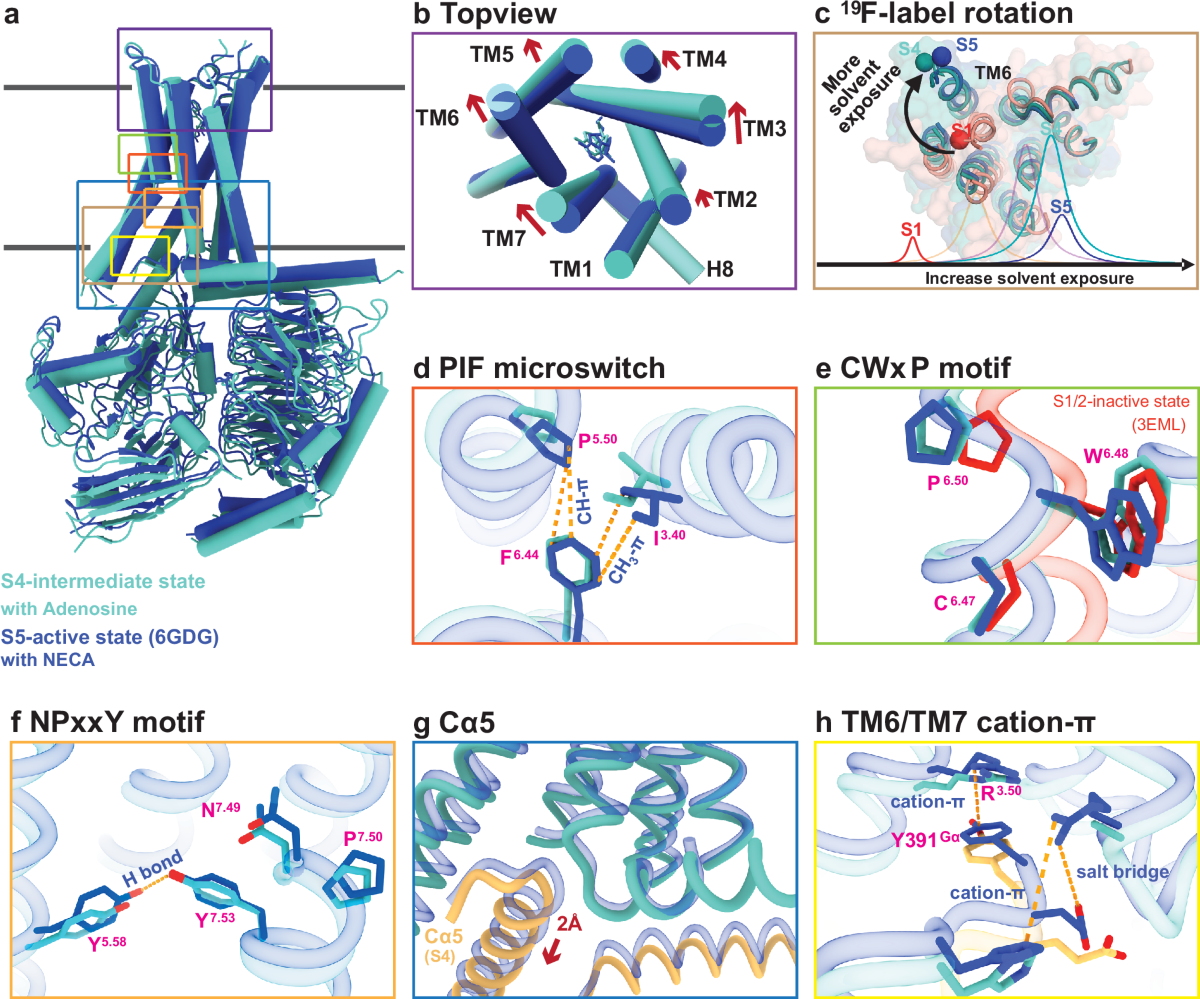 Structure and function of a near fully-activated intermediate GPCR-Gαβγ  complex | Nature Communications