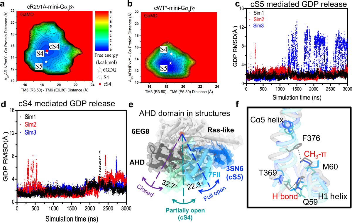 Structure and function of a near fully-activated intermediate GPCR-Gαβγ  complex | Nature Communications