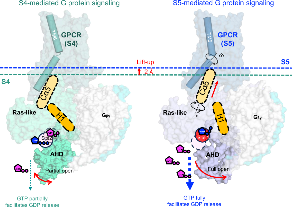 Structure and function of a near fully-activated intermediate GPCR-Gαβγ  complex | Nature Communications