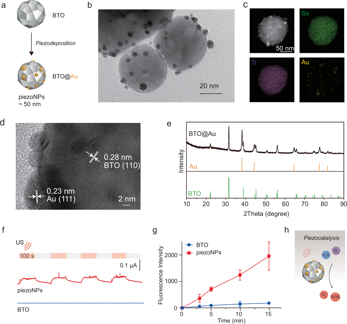 bto l glutathione Adoptive cell transfer of piezo-activated macrophage rescues immunosuppressed rodents from life-threating bacterial infections Health Concern_Body Detox Changes % in plasma Size:NAC 120 Count