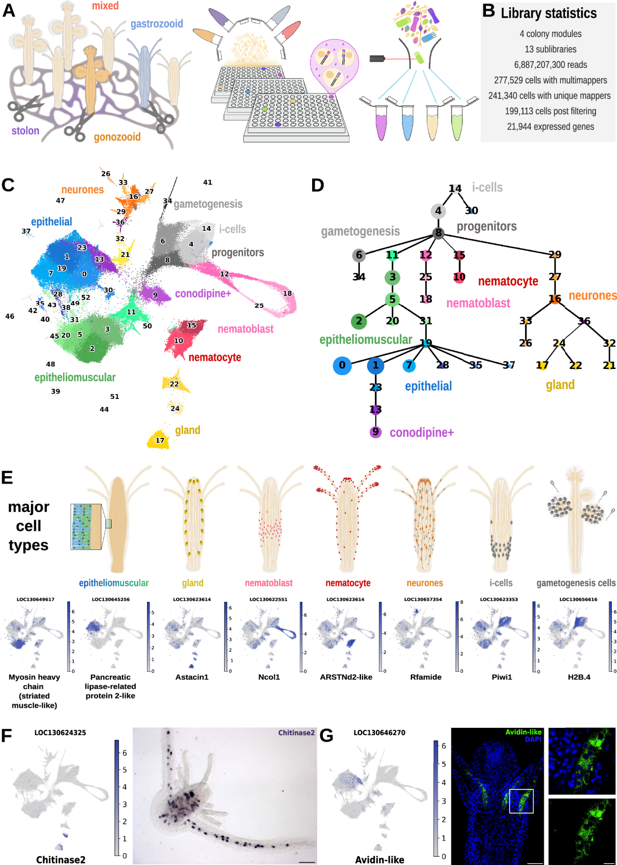 The Hydractinia cell atlas reveals cellular and molecular 