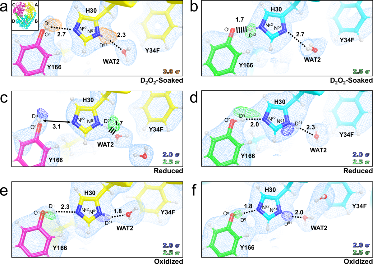 The role of Tyr34 in proton coupled electron transfer and product  inhibition of manganese superoxide dismutase | Nature Communications
