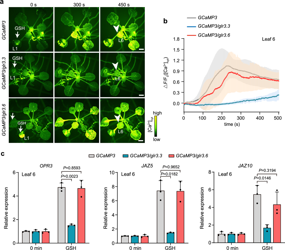Glutathione triggers leaf-to-leaf, calcium-based plant defense signaling