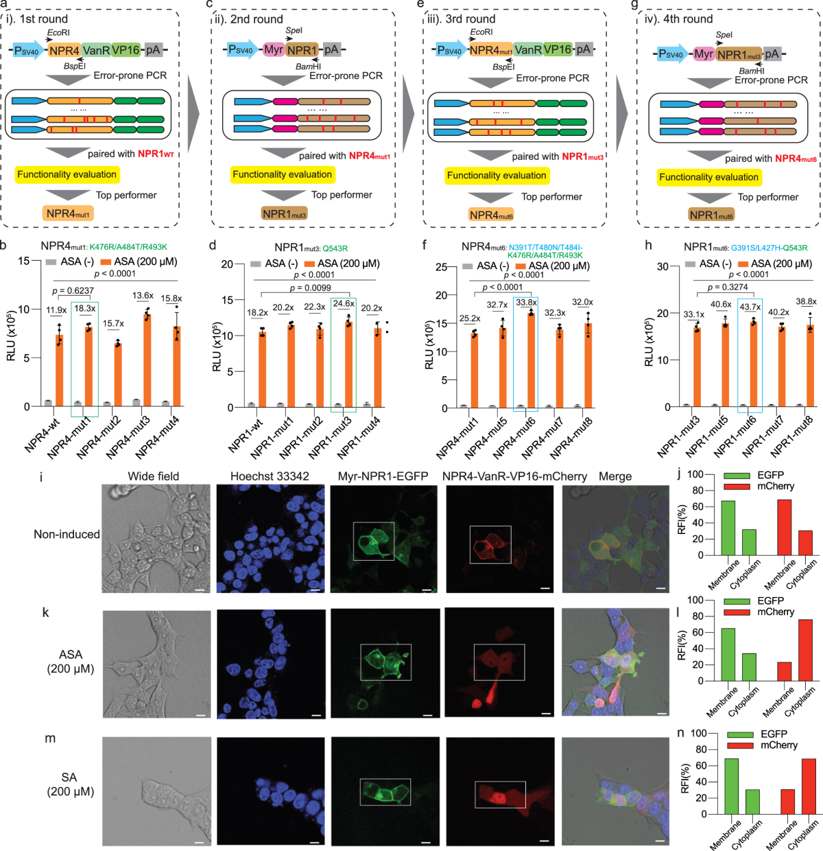 Aspirin-responsive gene switch regulating therapeutic protein expression |  Nature Communications