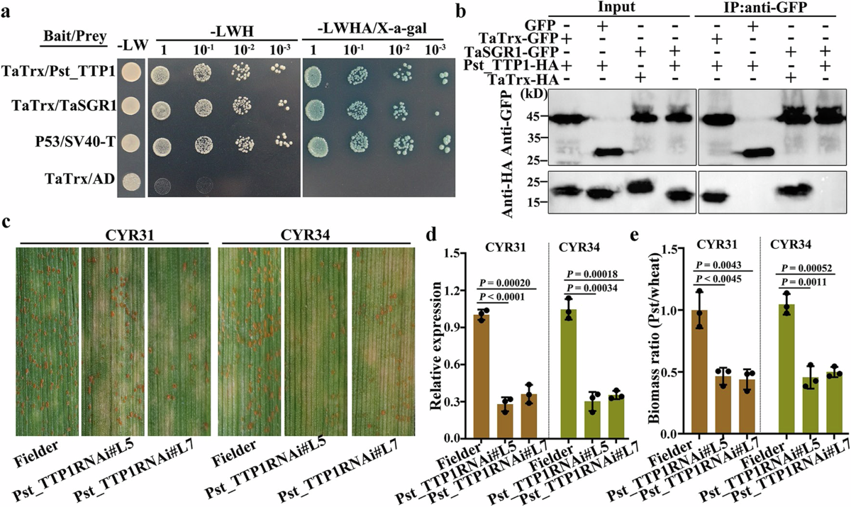 A fungal pathogen suppresses host leaf senescence to increase infection |  Nature Communications