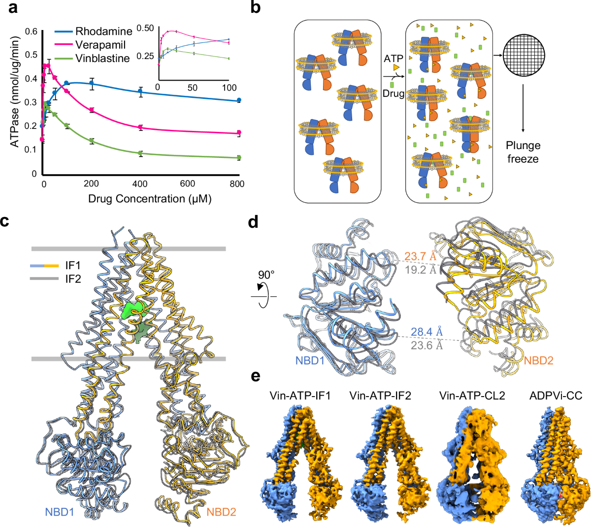 Cryo-EM of human P-glycoprotein reveals an intermediate occluded  conformation during active drug transport | Nature Communications