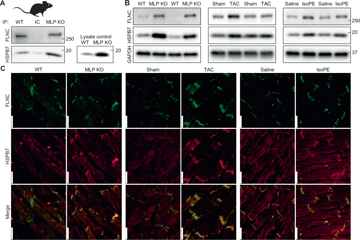 Desire unrestrained and expanding